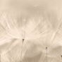 DANDELION design tapéta 1,59mx2,8m